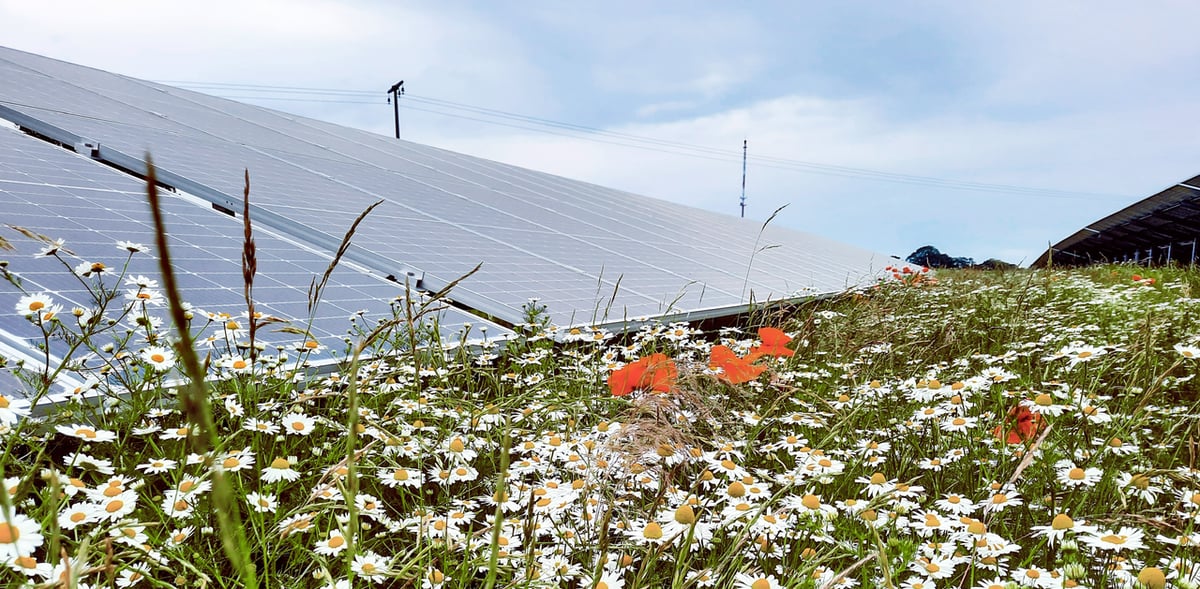solceller och blommor