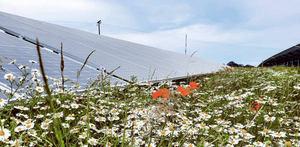 solceller och blommor