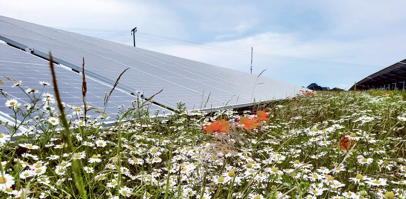 solceller och blommor