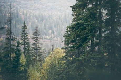 Hiilijalanjälki, ilmastojalanjälki, kädenjälki – mikä ero niillä on?