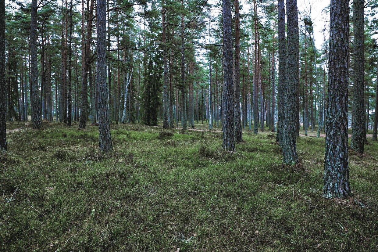 Vattenfall_skog