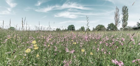 sommaräng