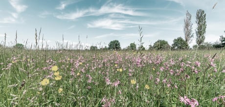 Sommaräng med blandad växtlighet