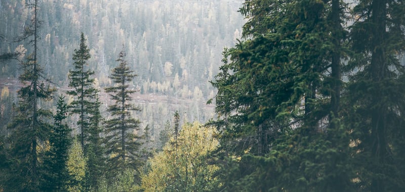 Metsämaisema