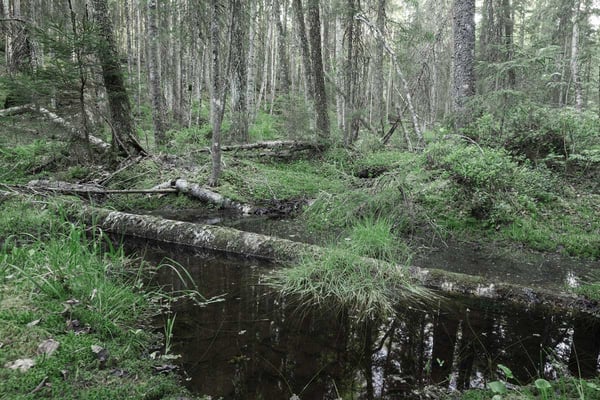 miljöpåståenden