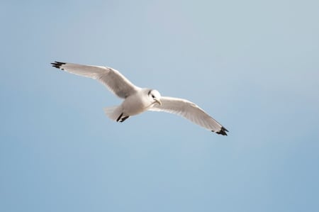 Pikkukajava